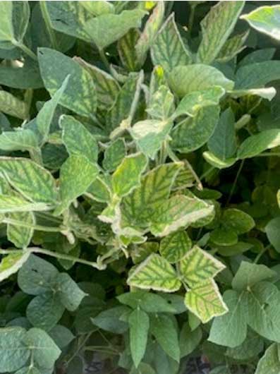 SDS symptoms on soybean leaves