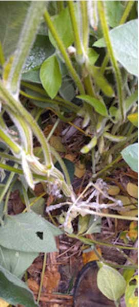White mold symptoms on soybean leaves