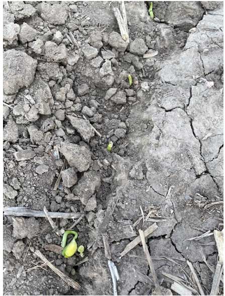 soil crusting - inhibiting plant emergence
