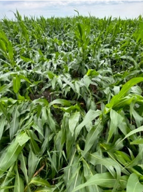 wind and root lodging in corn