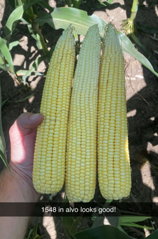 mature corn ears