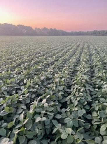 scenic - late season soybean field