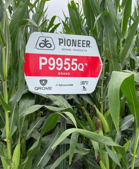 Closeup - Qrome product sign next to corn plants - midseason
