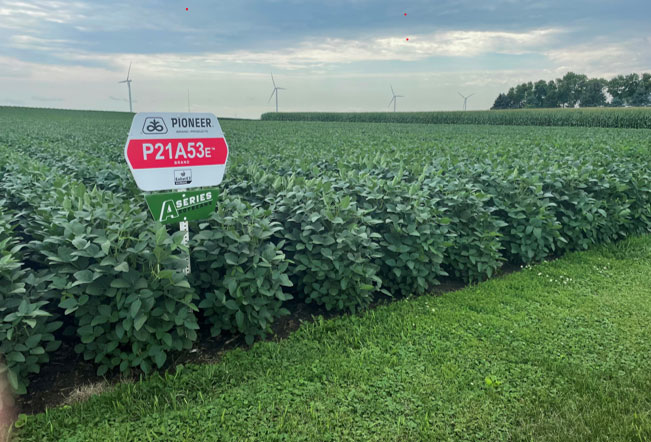 soybean plot in NW Iowa