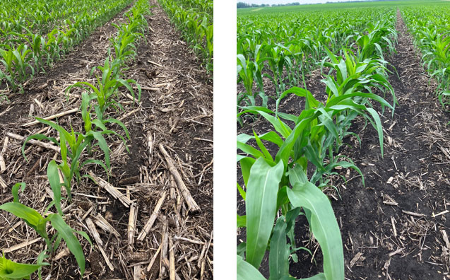 residue management in cornfield