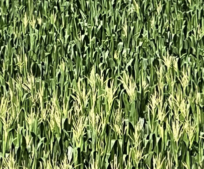 uneven corn tassel growth
