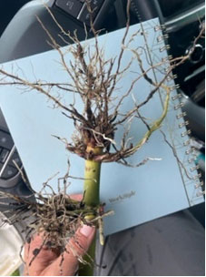 Rootworm injury to non-rootworm traited hybrid
