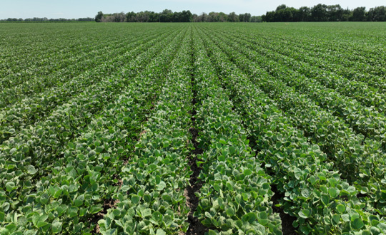 Clean Z-Series soybean field