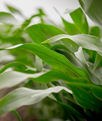 Corn leaves - closeup - in wind
