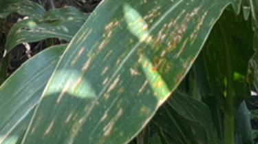 Corn leaf - damaged from bacterial leaf streak
