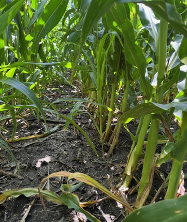 Corn roots damaged from wind lodging