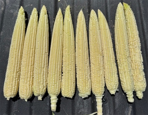 Ears showing delayed pollination skips with excellent kernel count