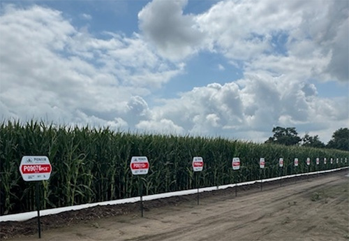 Pioneer corn plot - Kearney NE