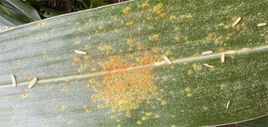 Corn leaf showing damage from Southern rust