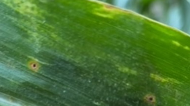 Corn leaf showing tar spot symptoms