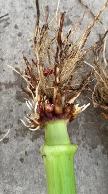 Photo - Corn roots showing symptoms of heavy corn rootworm feeding.