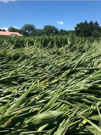 Photo - Corn stalks damaged by drought - close to roots