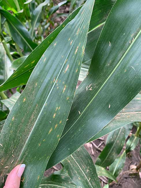 Photo - Corn leaf showing symptoms of Gray Leaf Spot.