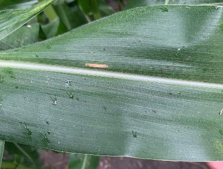 Photo - Corn leaf showing Gray Leaf Spot symptoms.