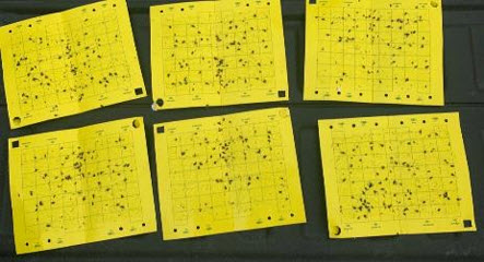 Photo -  - Sticky papers showing evidence of heavy northern and western corn rootworm beetle pressure.