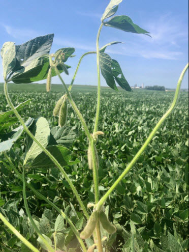 Photo - Closeup - soybean field - late in the season.