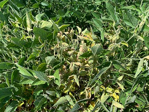 Photo - Soybean field showing symptoms of Sudden Death Syndrome.