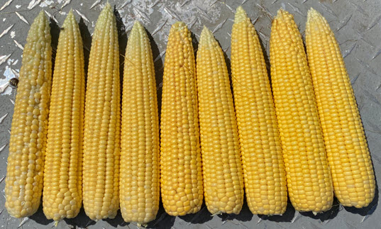 Photo - Mature corn ears - 9 ears