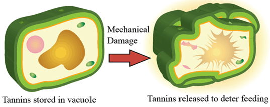 Illustration - Depiction of how tannins are stored and deployed in plants after cell destruction.