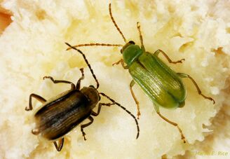 Corn Rootworm Adults
