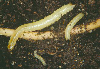 Corn Rootworm Larvae