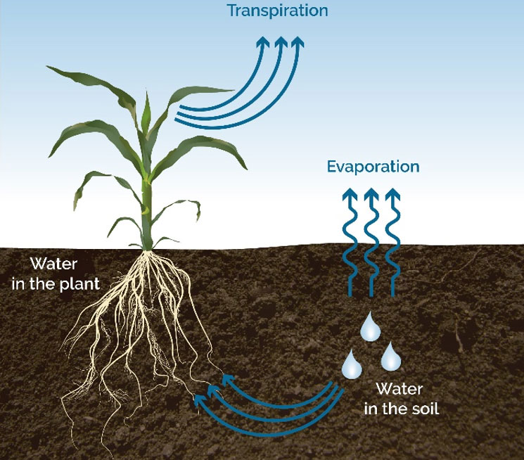 Illustration - water-soil interaction