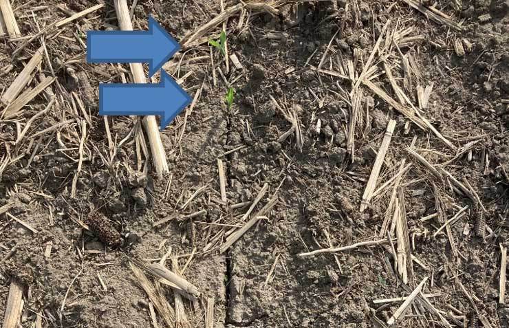 Photo - Planting into wet soils caused an open seed trench resulting in uneven emergence and poor stands.