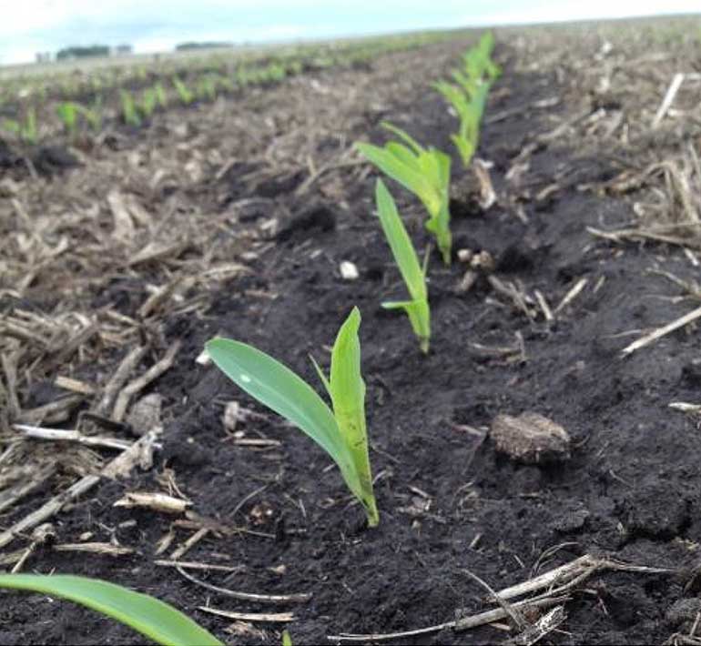 Photo - Young corn growing in field with crop residue
