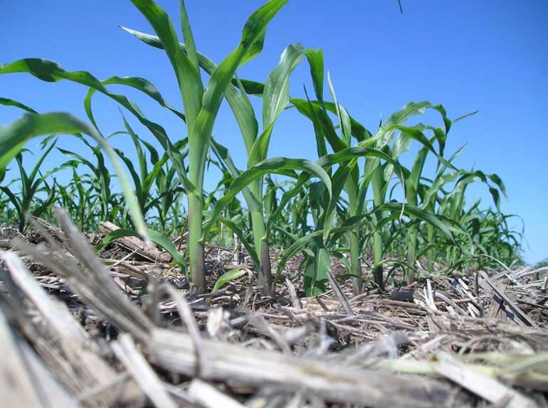 Photo - Young corn growing in crop residue