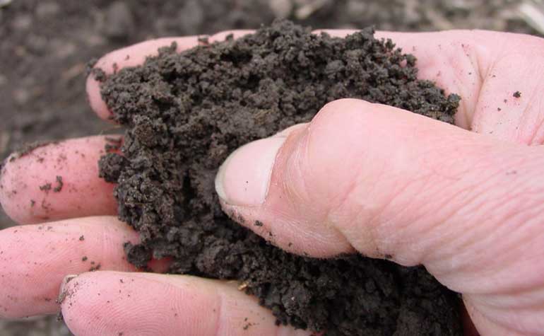 Photo - Hand holding soil - testing for moisture and compaction