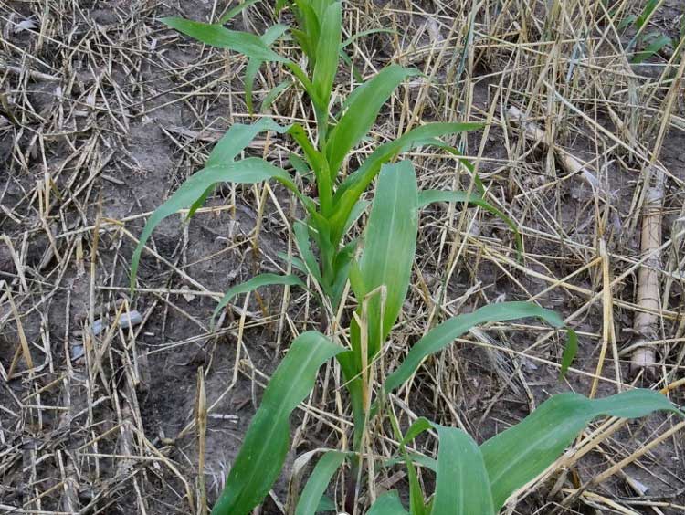 Photo - Corn growing in killed rye stubble..
