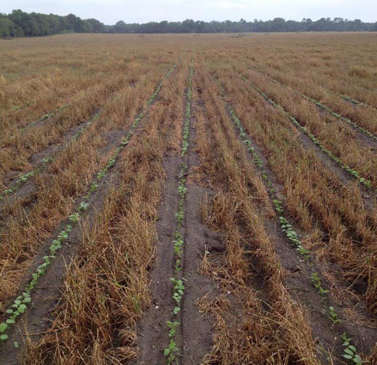 Photo - Soybean emergence through terminated cover crop.