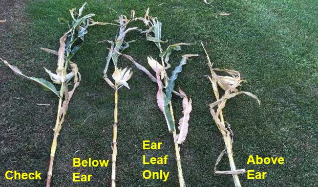 Plant health comparison at harvest.