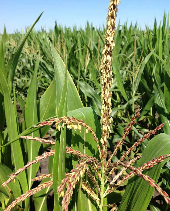 Corn plants in field - tassels - each tassel has around 1,000 individual spikelets and each one contains two florets encased in two large glumes.