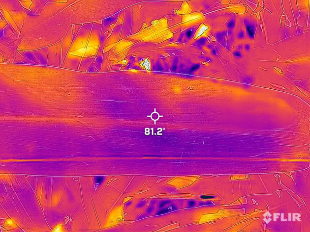 Infrared imagery of a corn leaf showing the capacity of evaporative cooling to maintain plant temperature.