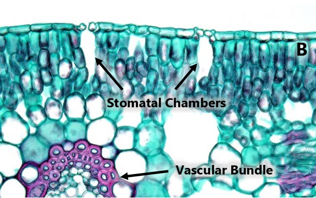 Leaf stomatal pores and chambers
