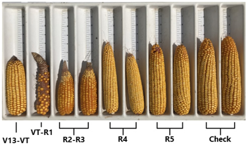 Effects of a 70 percent shade treatment applied at different timings on corn pollination and ear length in a 2021 Pioneer Agronomy study.