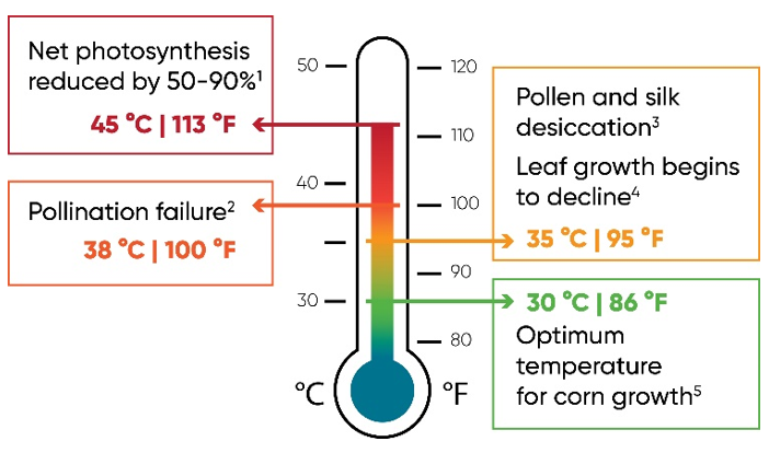 Chart - Key temperature thresholds for heat stress effects on corn pollination and growth.