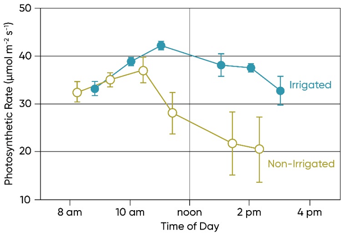 Chart - Leaf photosynthetic rate by time of day for irrigated and non-irrigated corn.