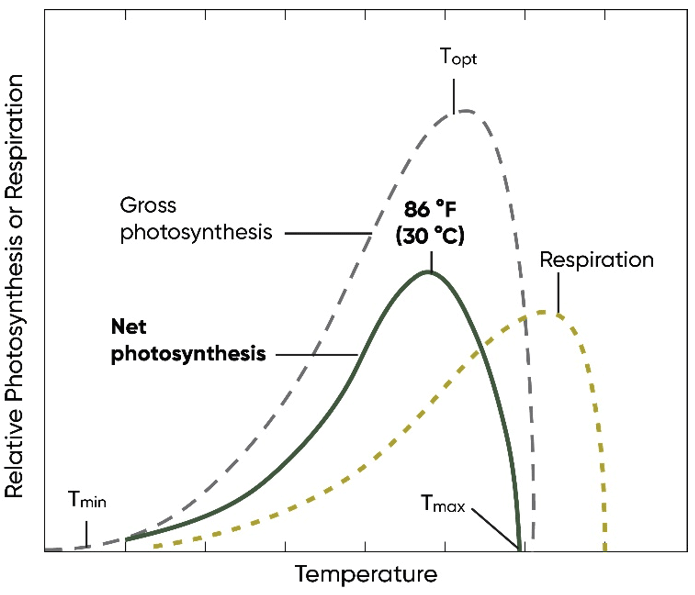 Graph - Generalized model of temperature effects on rates of gross photosynthesis, respiration, and net photosynthesis.