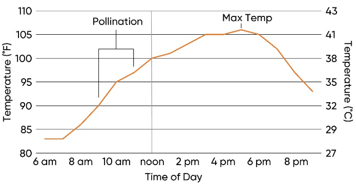 Chart - Temperature over the course of the day on July 25, 2012 showing timing of peak pollination and maximum daily temperature.