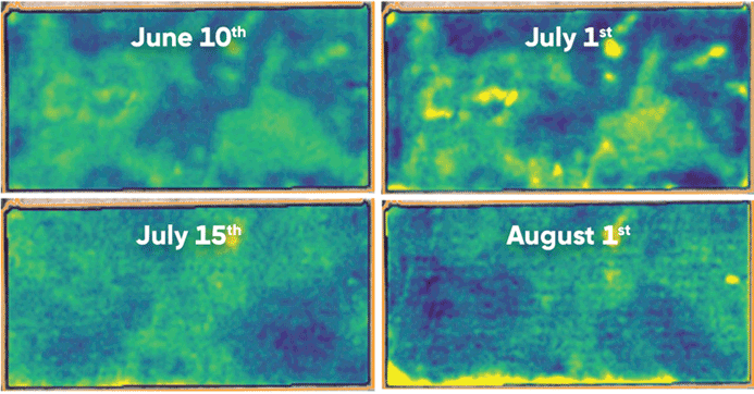 Sequence of Vegetation Index maps showing progression of crop damage along the southern edge of a corn field from June 10 to September 1, 2017.