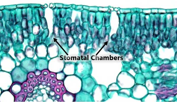 Stomatal chambers - locations where liquid water converts to water vapor and escapes into the atmosphere.