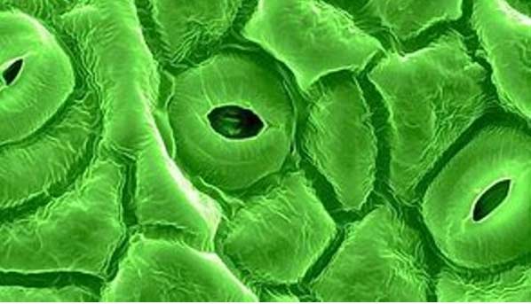 Stomatal pores - allow for the exchange of water and CO2 between the atmosphere and leaf internal structures.