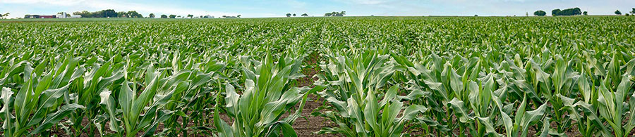 Cornfield - early season - farm buildings in far background